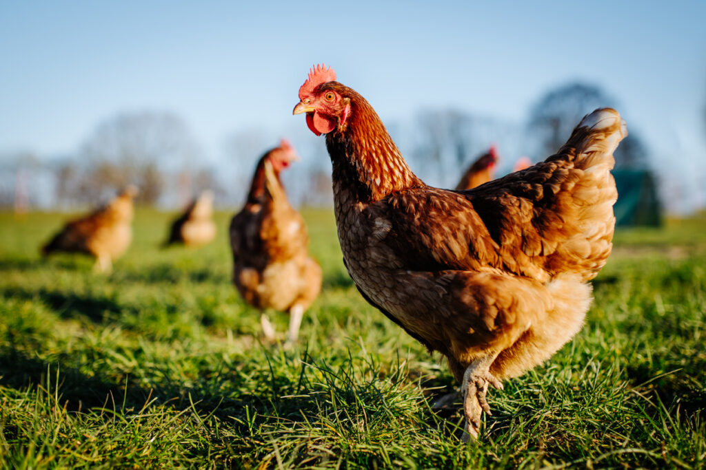 Featured image for Chicken Farmers Accuse Perdue Farms Inc. of Misclassifying Employees as Contract Workers